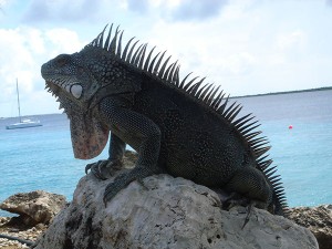 Bonaire2   